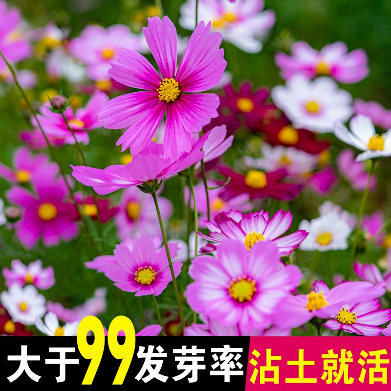 格桑花花种籽四季开花多年生植物