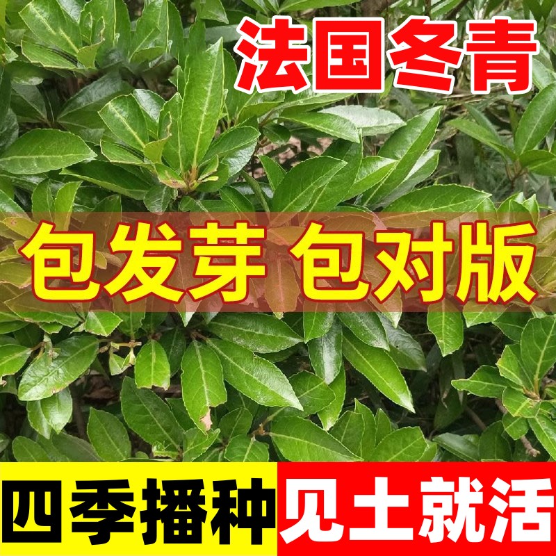 法国冬青树种子北海道四季常青