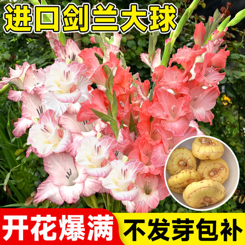 剑兰种球唐菖蒲种球四季开花盆栽