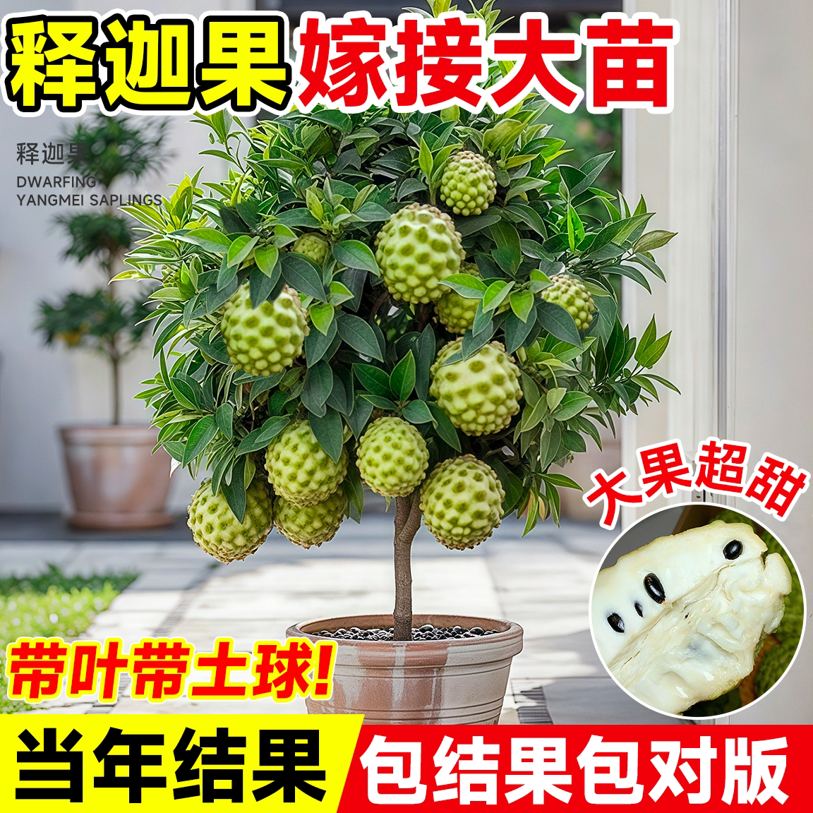 释迦果苗树带榴莲庭院南方图片