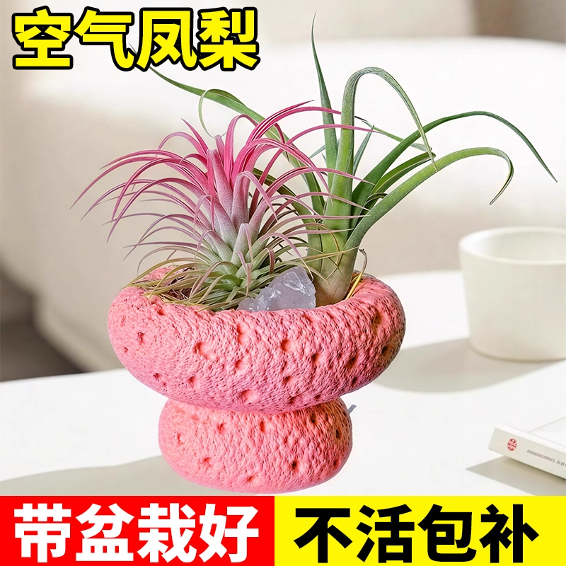 空气凤梨无土植物水培老人须精