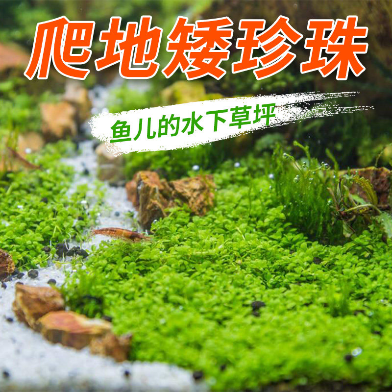 爬地矮珍珠无菌杯趴地迷你小坨水