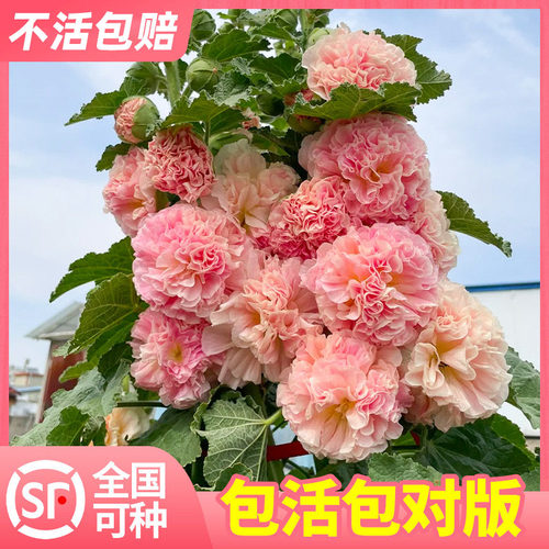 重瓣蜀葵花苗盆栽花卉绿植室内