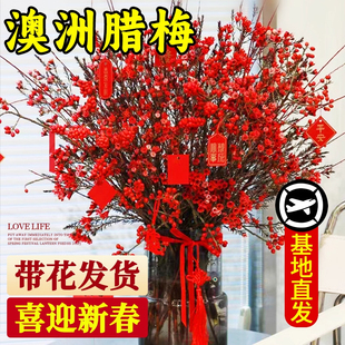 澳洲腊梅鲜花水培鲜枝红色进口重瓣鲜切花银柳年宵花云南直发真花