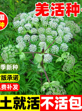 羌活种子羌青蚕羌川羌中药材种籽四季种植易活高产多年生耐寒种苗