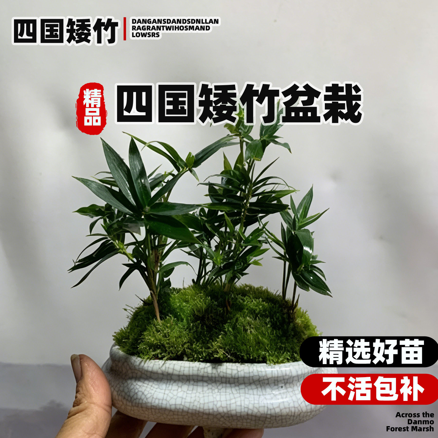 进口美观最矮小竹子绿植盆景观赏竹四国矮竹室内桌面微型竹子盆景