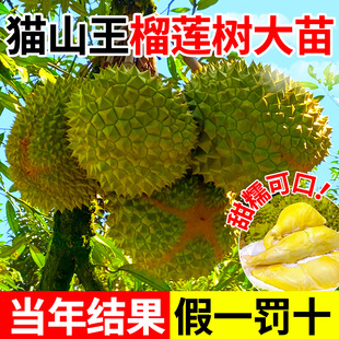猫山王榴莲树果苗南北方四季种植广西嫁接金枕大果树盆栽当年结果