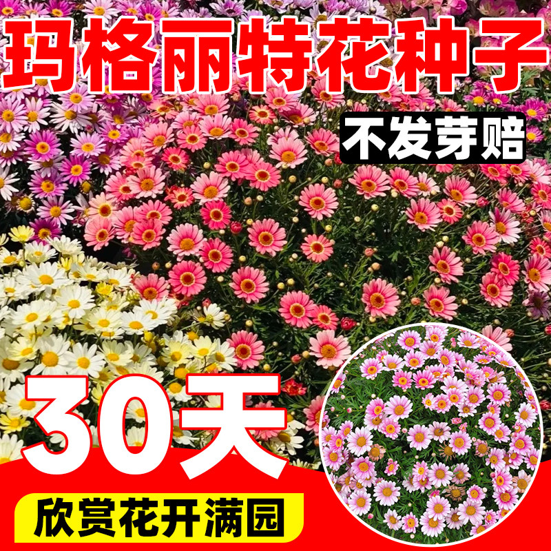 玛格丽特花种子盆栽四季开花图片