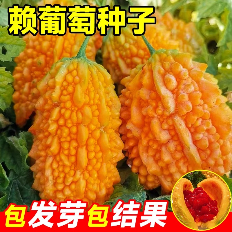 水果小癞瓜种子金铃子赖葡萄苦瓜种籽生食味甜盆栽春季夏季蔬菜