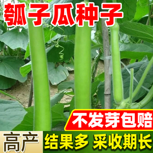 特嫩厚肉长瓠瓜种子嫩蒲瓜种子菜葫芦水瓜圆瓠子高产四季蔬菜种子