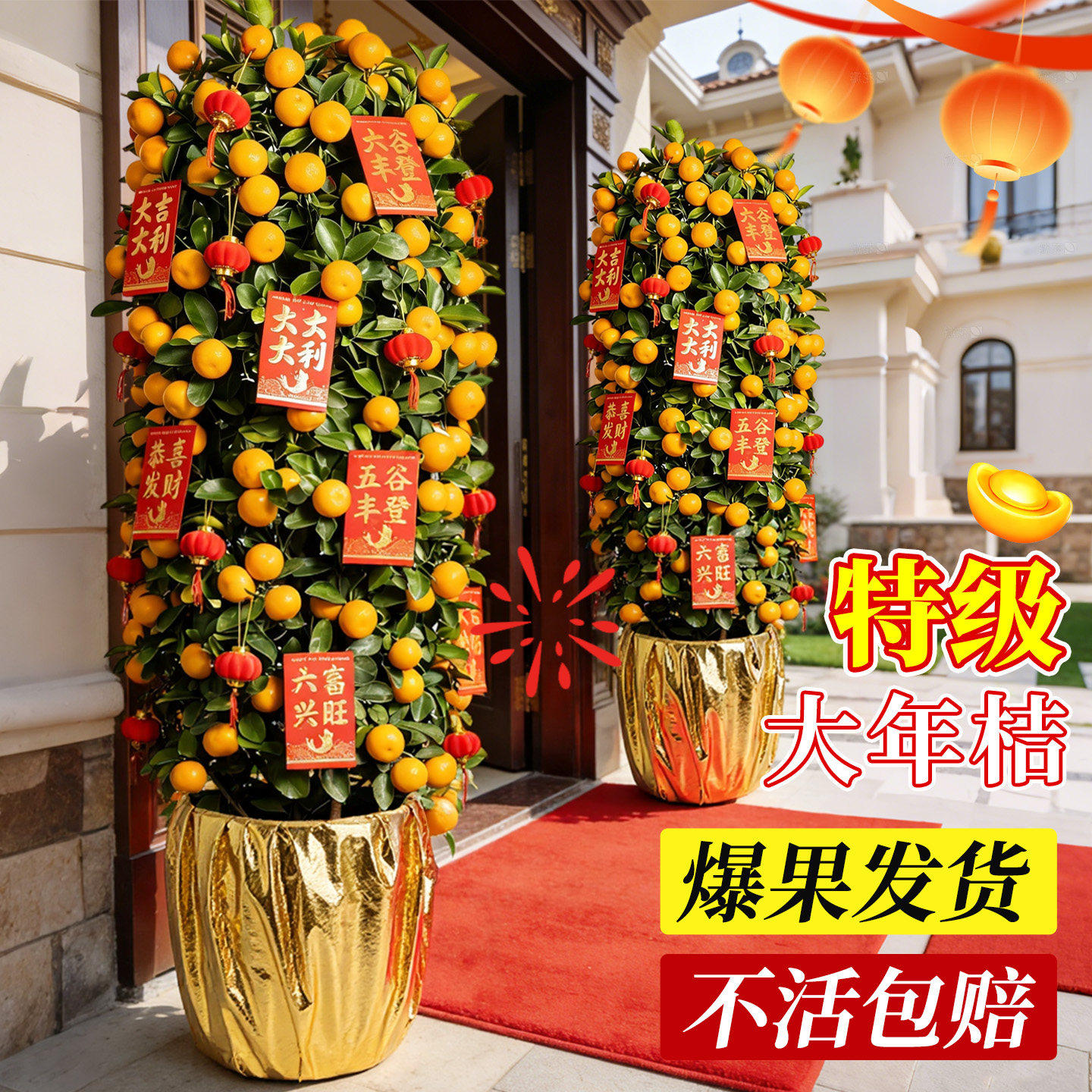 金桔树盆栽四季可食用客厅带果