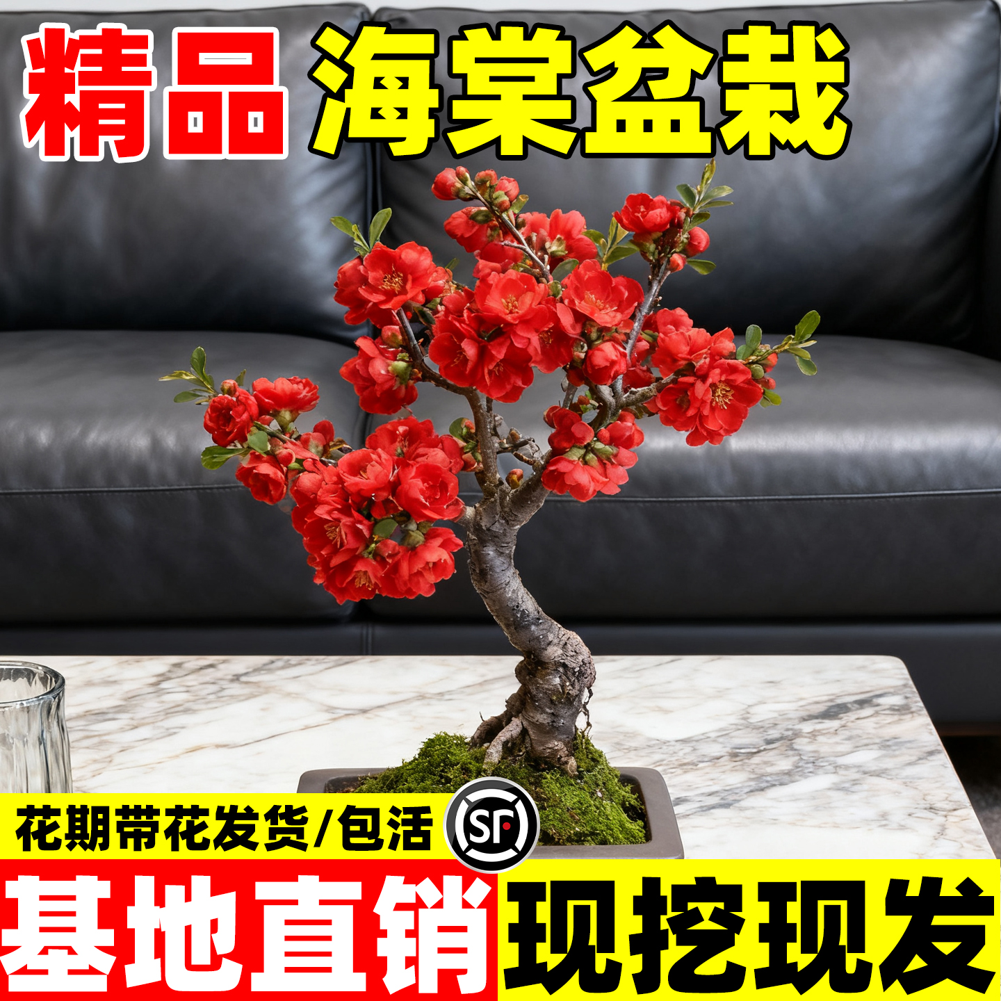 长寿冠海棠花盆栽树苗室内盆景重