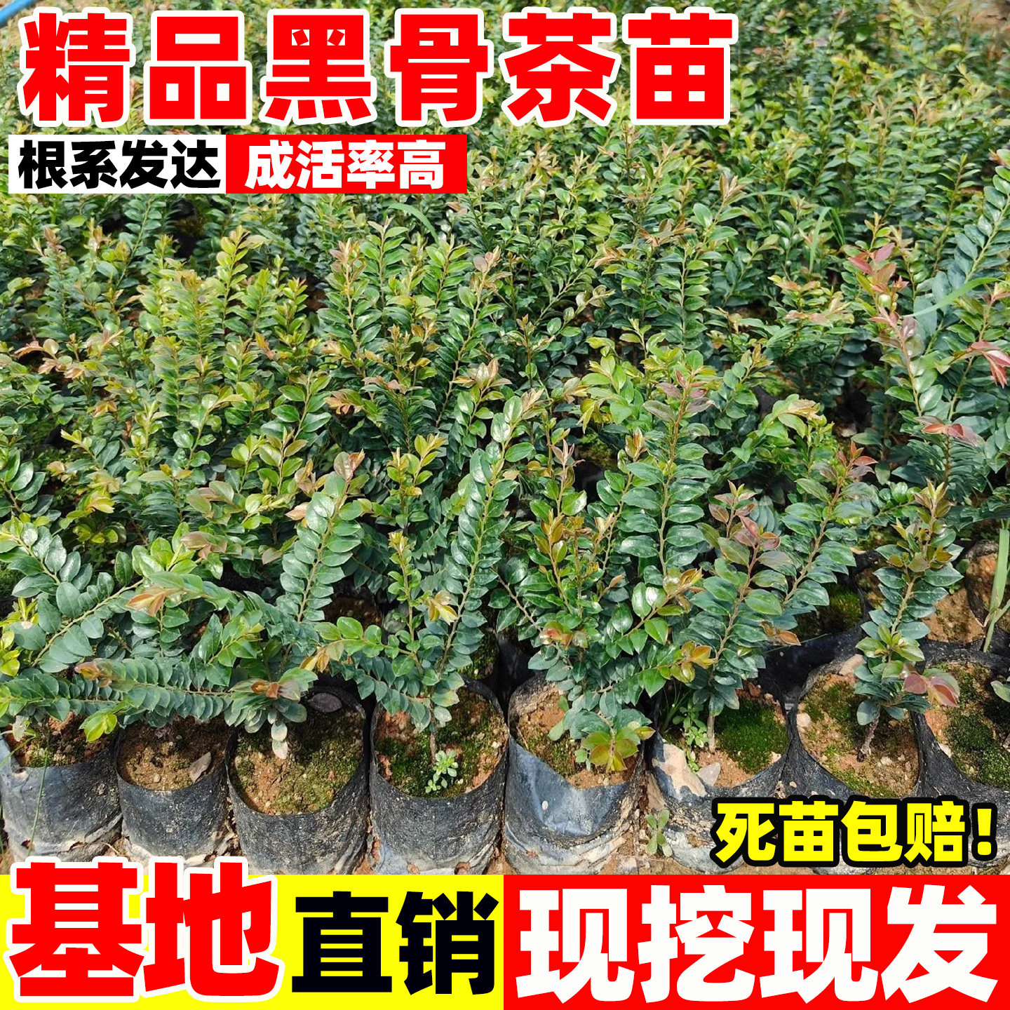 黑骨茶树苗盆栽阳台室内外四季常青绿植好养台湾小叶紫檀树苗盆景