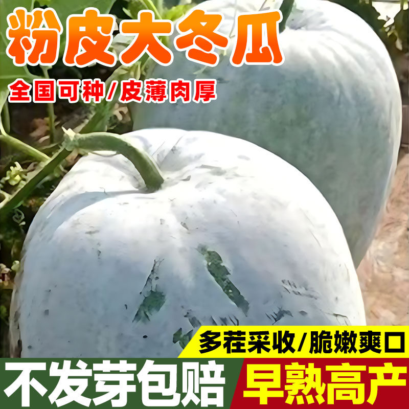 粉皮大冬瓜种子白皮肉厚早熟高产巨型冬瓜种籽四季种植易成活瓜苗
