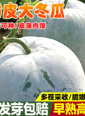 粉皮大冬瓜种子白皮肉厚早熟高产巨型冬瓜种籽四季种植易成活瓜苗