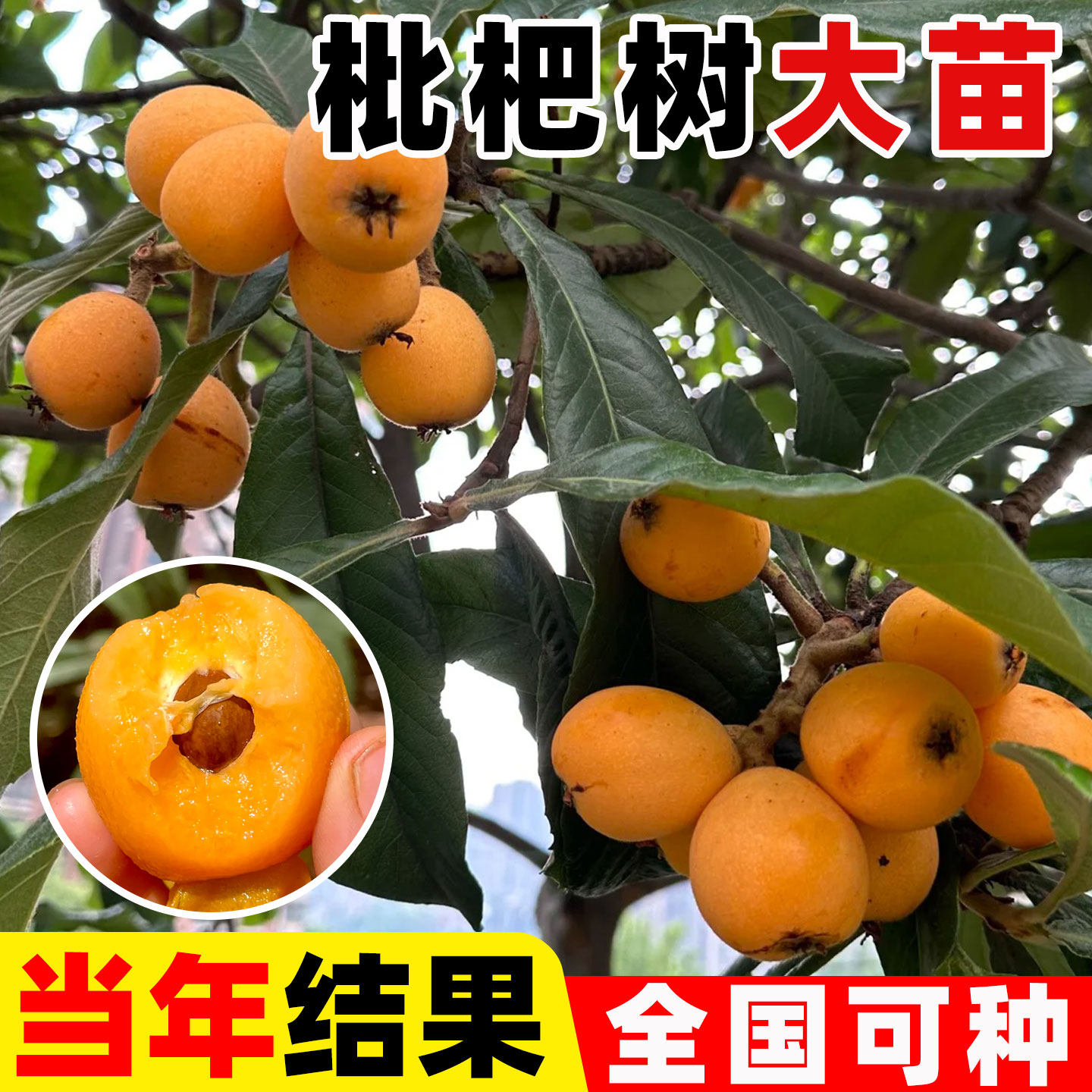 大五星树苗大果枇杷树苗正宗嫁接
