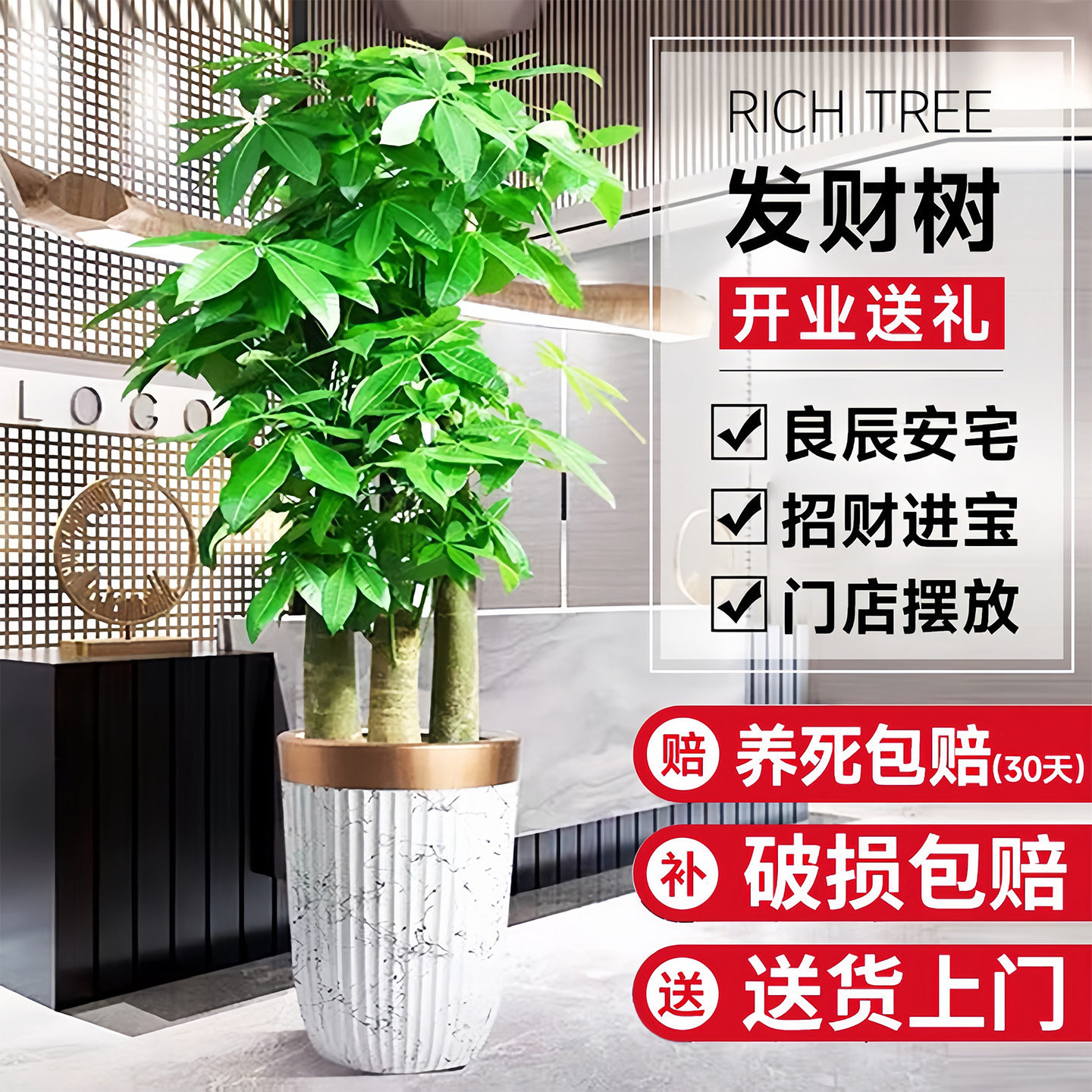 发财树客厅大盆栽办公室大型大棵