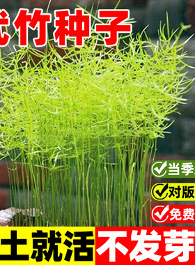 武竹种子四季种植盆栽阳台