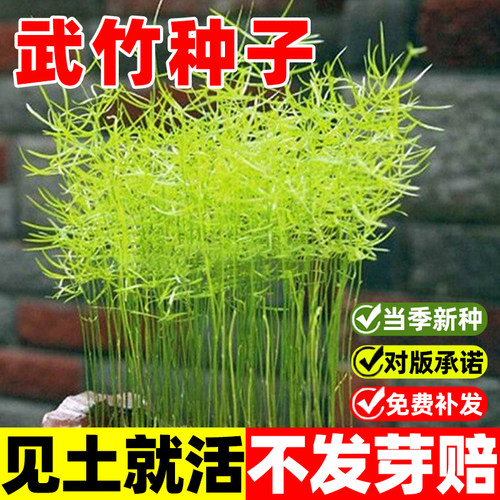 武竹种子四季种植盆栽阳台