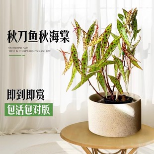 秋刀鱼秋海棠盆栽鳟鱼竹节黑天鹅塞拉山王绿植办公室客厅室内绿植