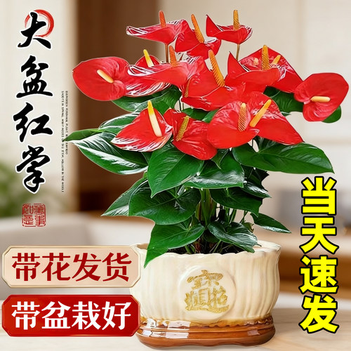 特大号红掌盆栽带花大叶大花客厅