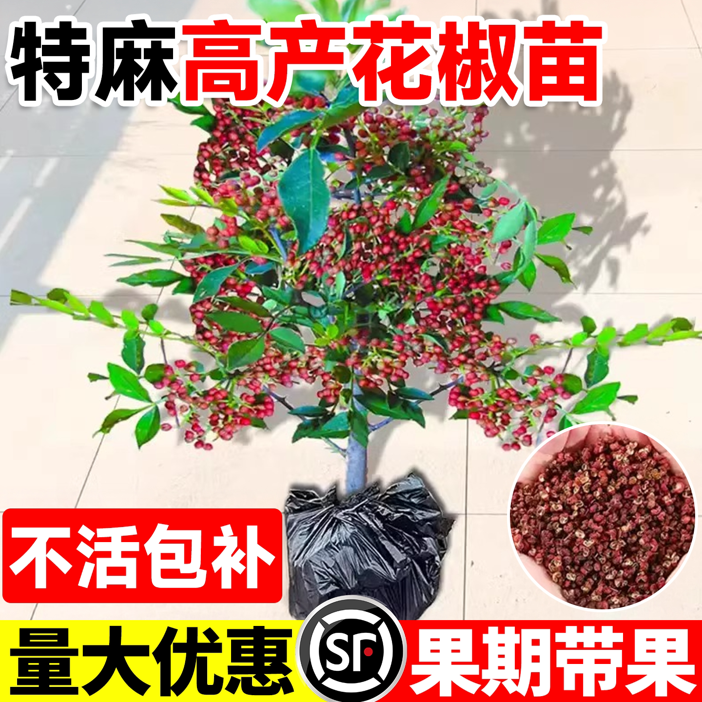 花椒树大苗当年结果食用盆图片
