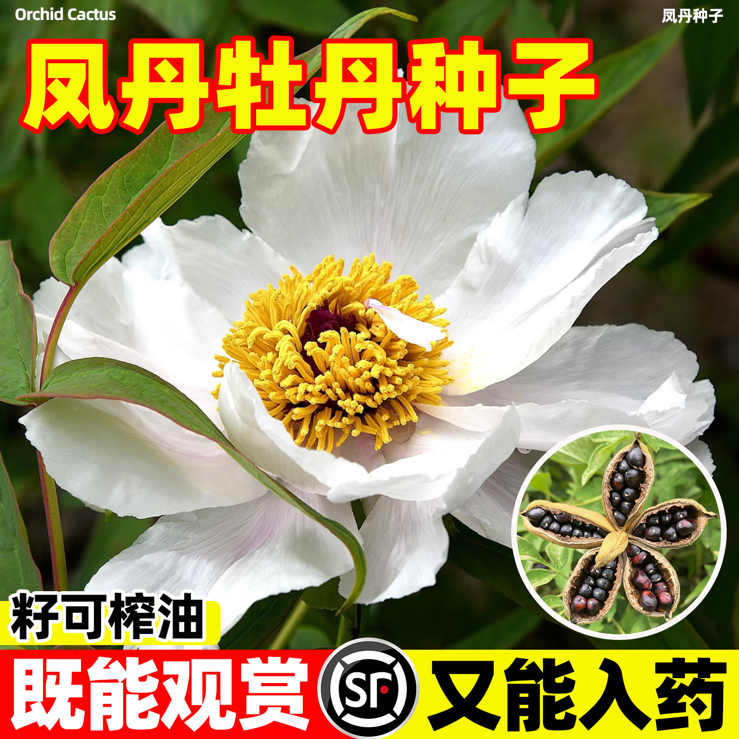 凤丹种子油用牡丹籽四季播颗粒饱满出芽率高药用观赏阳台大田种植