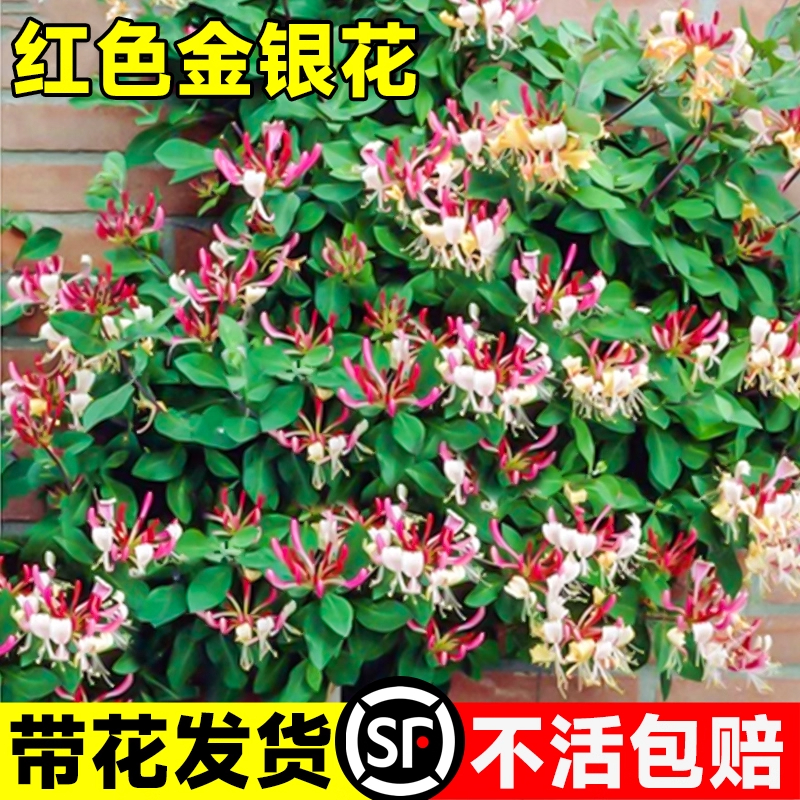 红色金银花树苗耐寒耐冻花卉可食用四季老桩阳台庭院爬藤植物盆栽