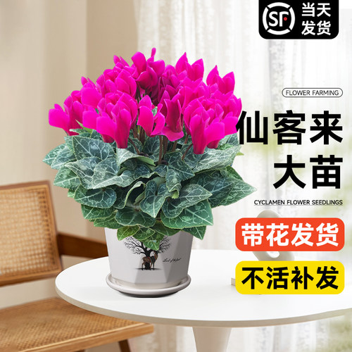 仙客来盆栽带花特大号兔子花卉