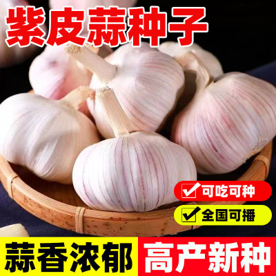大蒜种子红皮紫长苔头苗籽