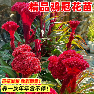 鸡冠花盆栽花卉凤尾红黄穗冠赤壁穗状带花耐晒耐热四季花庭院阳台