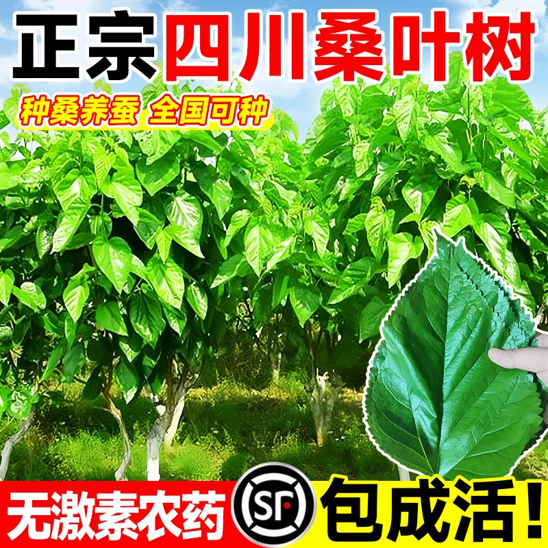 桑树活苗强一号叶盆栽养蚕图片