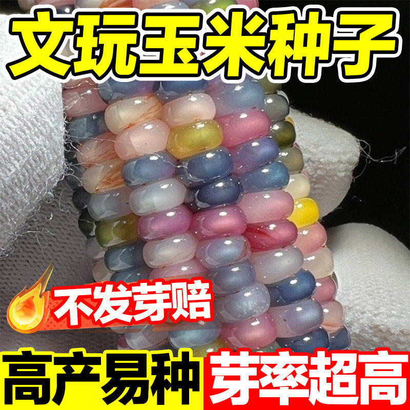 文玩玉米种子七彩玻璃宝石玉米彩图片