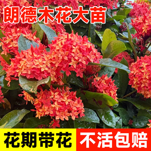 姬龙船花苗红花庭院阳台盆栽微盆