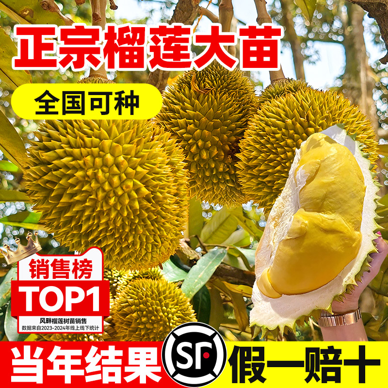 榴莲树苗特大嫁接果树苗盆栽金枕