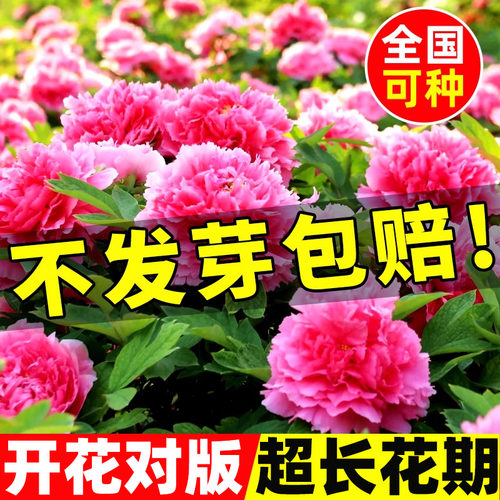 牡丹花种子春秋开花易活阳台盆栽