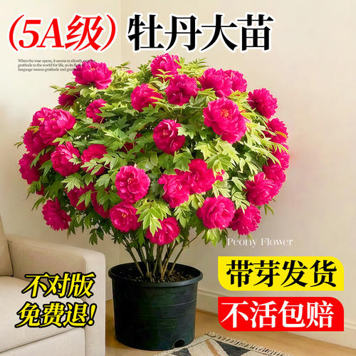 牡丹花苗盆栽老桩树苗洛阳正宗花