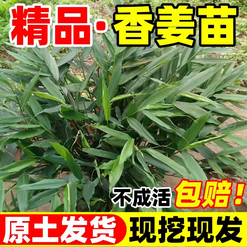 正宗广西香姜苗四季富贵姜土山姜