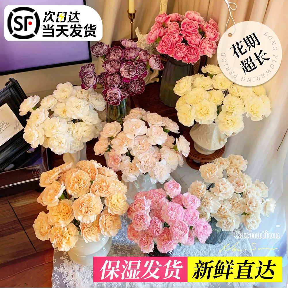 精品A级康乃馨鲜花云南基地直发