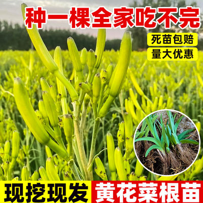 黄花菜根苗高产金针黄花菜种植苗