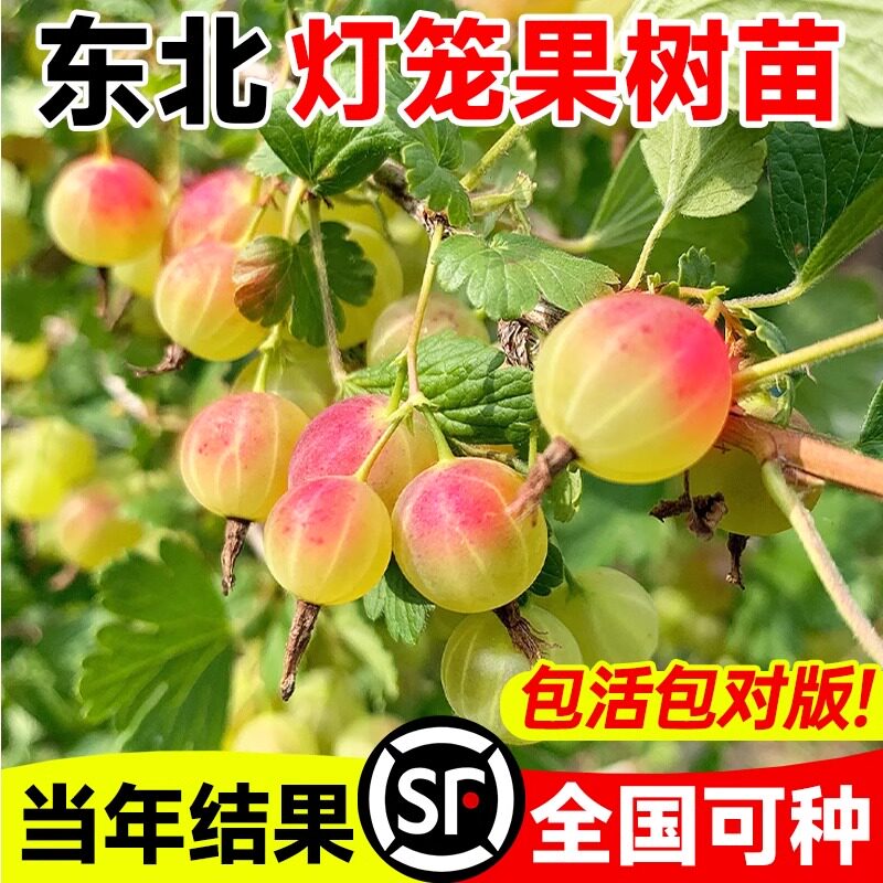 正宗东北灯笼果苗树耐寒姑娘果树图片