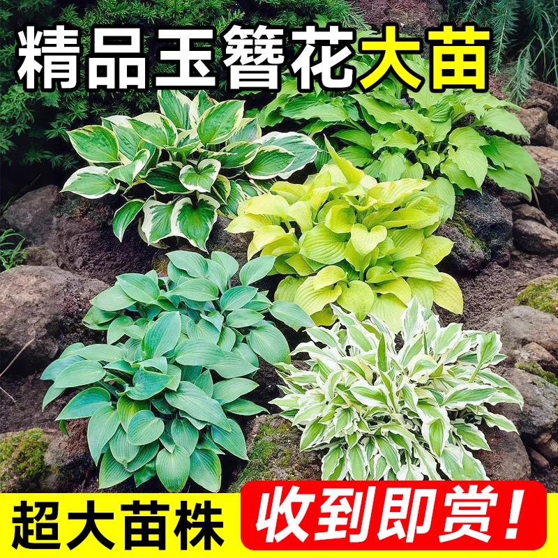 玉簪花苗盆栽好养的懒人盆栽花金边卷叶花叶大叶室外室内花卉绿植