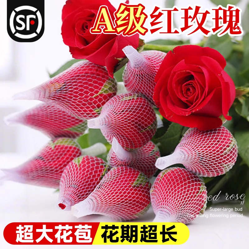 红玫瑰花鲜花云南基地直发家用鲜