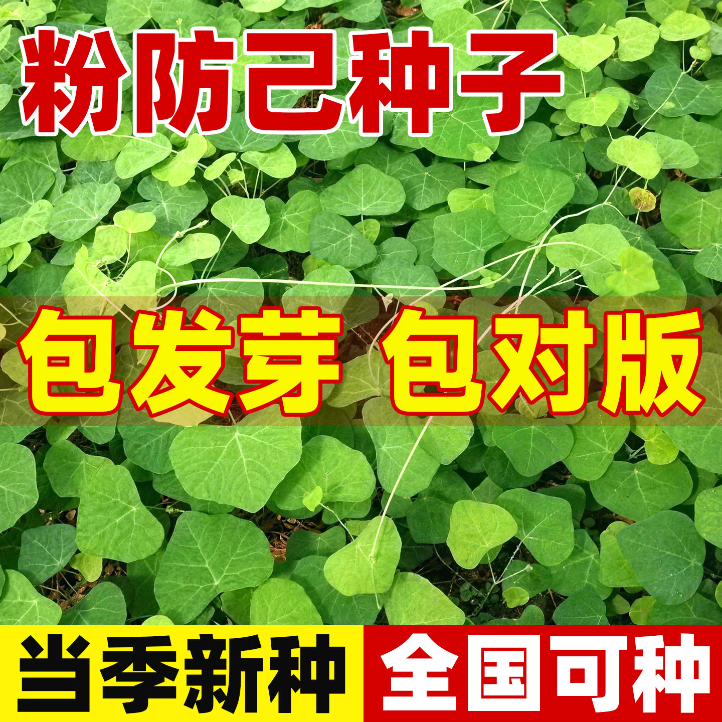江西正品粉防己种子中药材粉防
