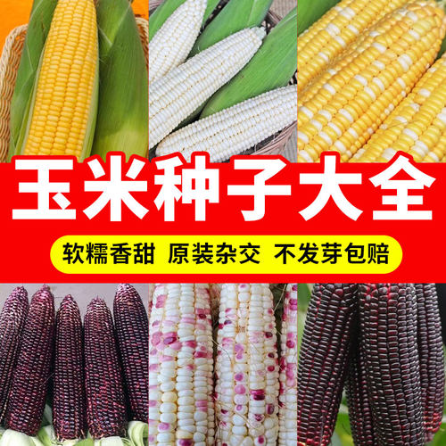 玉米种子大全彩色玉米四季种植