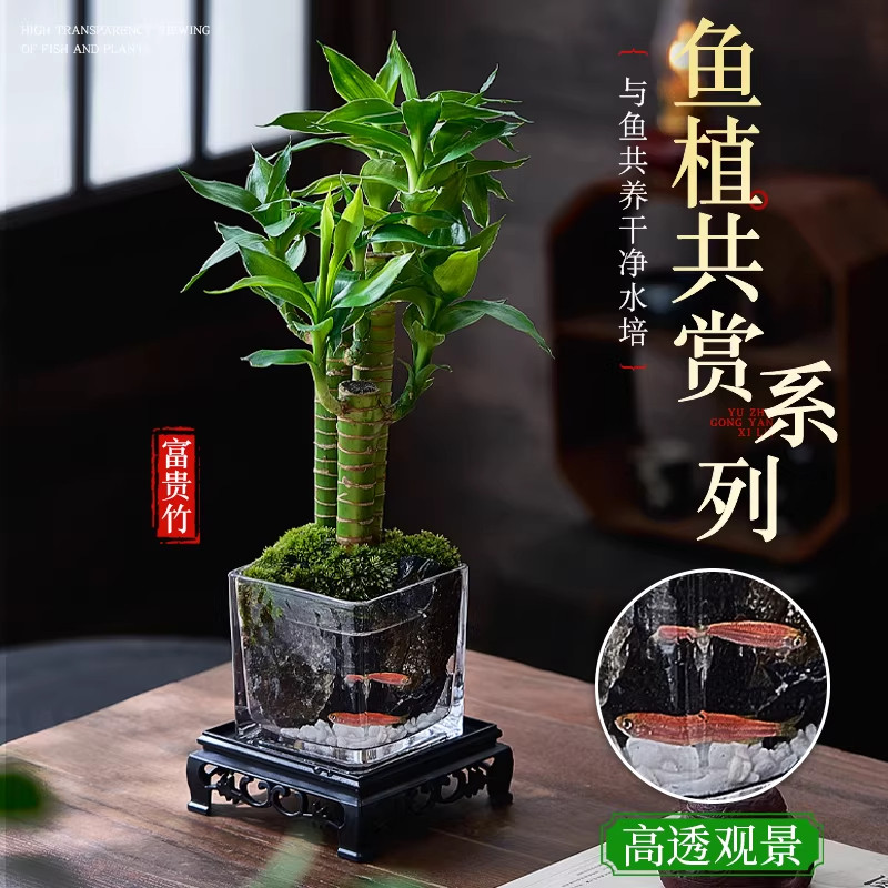 桌面绿植苔藓微景观生态瓶盆栽盆