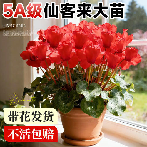 仙客来盆栽带花特大花苗兔耳花