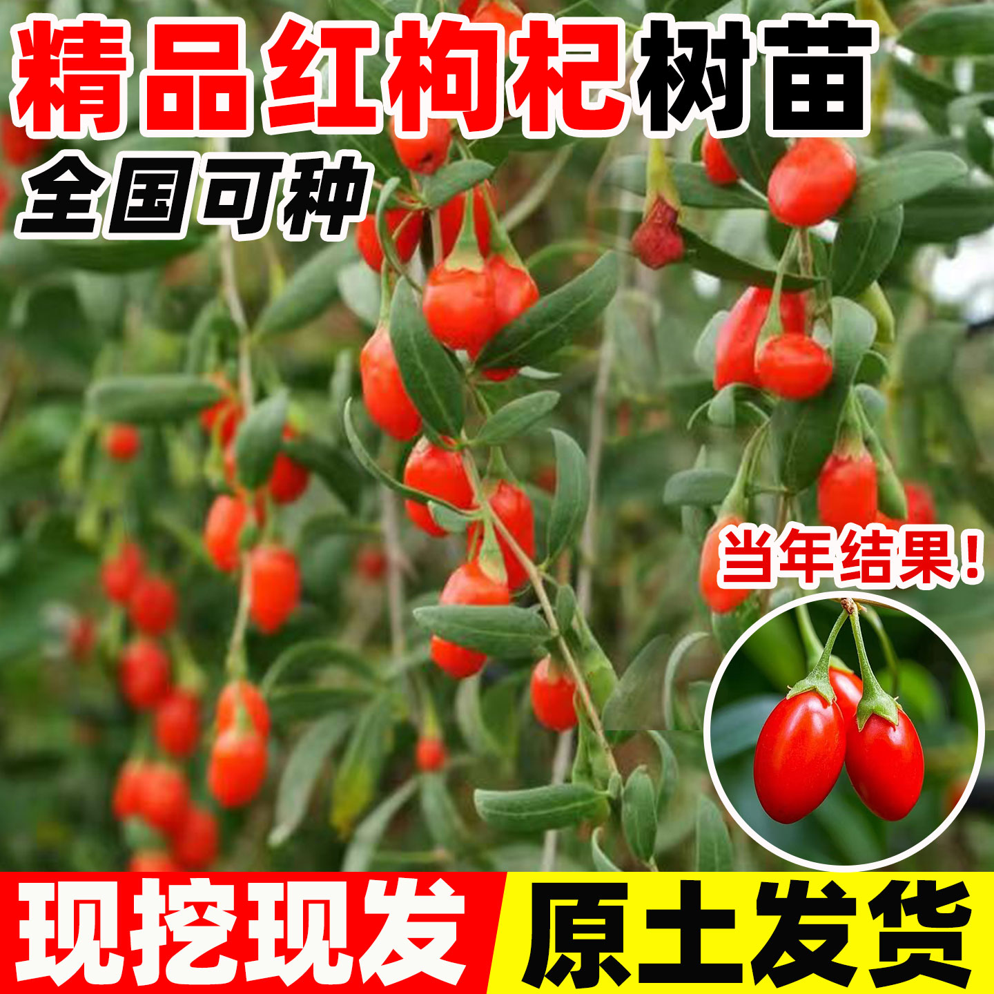 枸杞树苗老桩红黑阳台盆栽图片