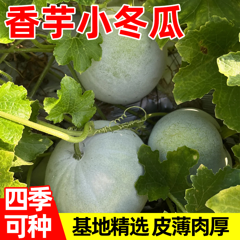 香芋小冬瓜种籽粉糯香甜粉皮一串