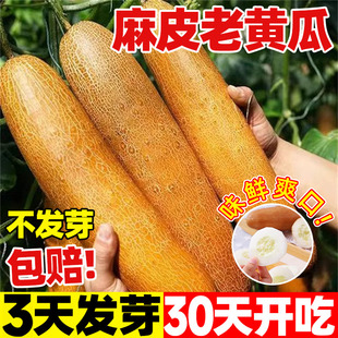 麻皮老黄瓜种子孑春季夏季秋季耐热四季盆栽特大东北黄皮黄瓜种籽